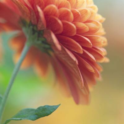 植物大战僵尸之吃鸡战记3